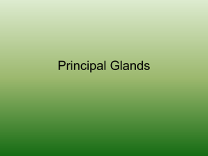 11. Principal Glands