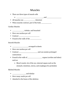 Muscles notes