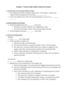 Chapter 11 Study Guide Outline: Endocrine System