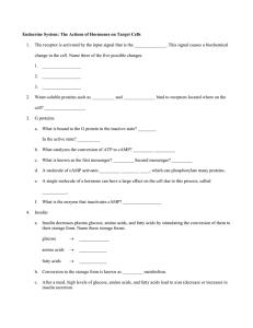 Endocrine System: The Actions of Hormones on Target Cells