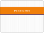 Plant Structure, Growth, and Development