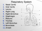 Mechanics of Breathing - Keswick School PE Department.