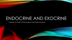 Endocrine and Exocrine