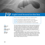 19/Light and Sound in the Sea