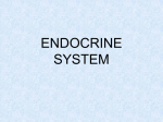 endocrine system - Doctor Jade Main