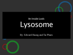 An Inside Look: Lysosome