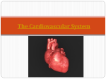 Heart Anatomy