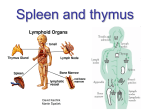 Primary (central) lymphoid organs Thymus