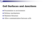 Cell Surfaces and Junctions