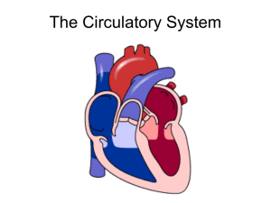 cirulatory system SYHS