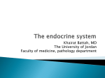 The endocrine system