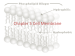 Chapter 5 Cell Membrane