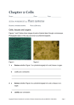 Chapter 2 Cells Name: Class: Date: extra worksheet 3: Plant