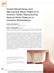 Incisal Morphology and Mechanical Wear Patterns of Anterior Teeth