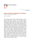 Equine Endocrine Diseases: The Basics