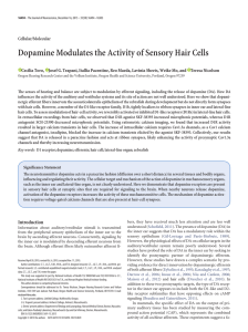 Dopamine Modulates the Activity of Sensory Hair Cells
