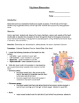 Pig Heart Dissection