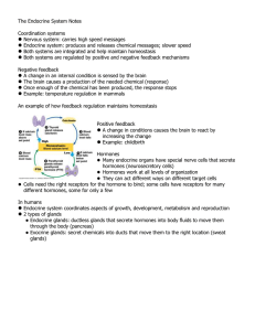 The Endocrine System Notes