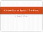 Cardiovascular System: The Heart