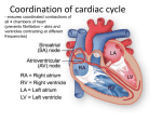 Coordination of the cardiac cycle. ECG