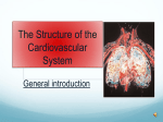 The Structure of the Cardiovascular System