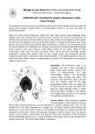 Article 140 Updated List Aristolochia elegans Dutchmans Pipe