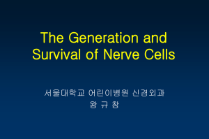 The Generation and Survival of Nerve Cells