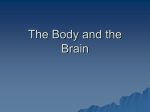 The Body and the Brain neurons first