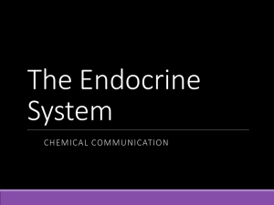 The Endocrine System - Biology at Lakeland