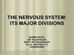THE NERVOUS SYSTEM: ITS MAJOR DIVISIONS