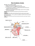 The Circulatory System