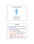 Endocrine System Anatomy