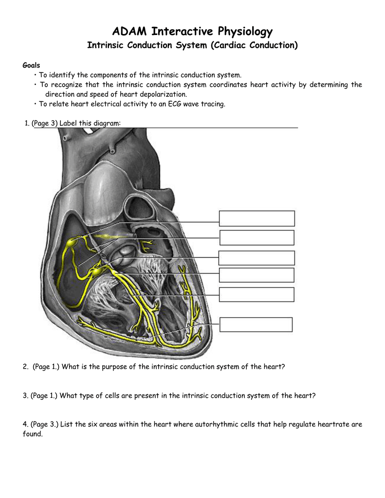 adam interactive physiology adam interactive physiology