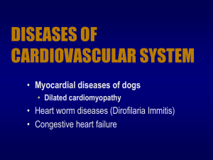 Myocardial diseases of dogs Dilated cardiomyopathy