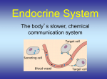 PPT #3 Human Body Endocrine System