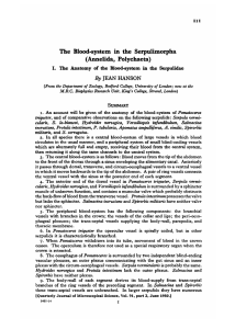 The Blood-system in the Serpulimorpha (Annelida, Polychaeta)