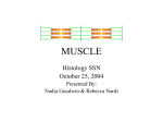 SSN MUSCLE