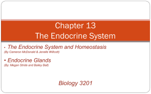 Chapter 13 – The Endocrine System