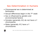 Sex Determination in Humans