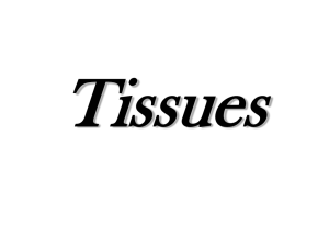 Power point: Tissues