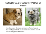 congenital defects: tetralogy of fallot
