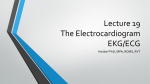 Lecture 19 EKG – Electrocardiogram