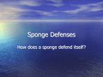 Sponge Defenses - Fat Tuesday Productions