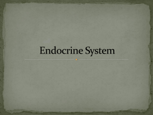 Endocrine System