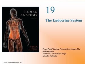 The Nervous System And The Endocrine