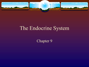 The Endocrine Syetem
