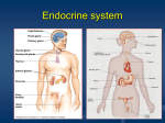 Endocrine system - Sonoma Valley High School