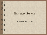 Excretory System