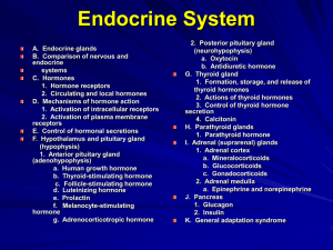 PowerPoint 17- Endocrine System