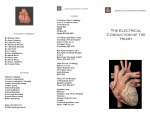 The Electrical Conduction of the Heart